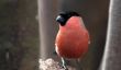 Déterminer les oiseaux chanteurs - comment cela fonctionne: