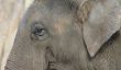 Elephant oreilles tinker - Les clés du succès drôle ustensile de carnaval