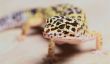 Leopard Gecko - Remarques comptables