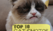 Mon Top 10 chat préféré Photos de l'année 2012