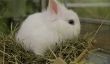 Le lapin Chambres - mis en place des conditions appropriées et en toute sécurité