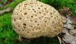 Le champignon Bovist - donc vous reconnaître variétés comestibles