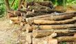 Acheter Logs - Ce que vous devriez considérer en bois pour une cabane dans les arbres