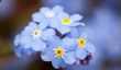 Bonne Forget-Me-Not Day!