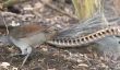 Le Lyrebird - informatif sur les espèces d'oiseaux