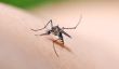 Qu'est-ce que sont les moustiques attirés?  - Connaître les espèces