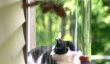 Complexe Fenêtre de Cat: Si les chats soient strictement à l'intérieur?