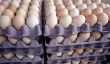taux de production d'oeufs de poulets - comment cela fonctionne: