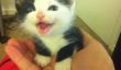 10 Cute Kittens Qui sont assez petit pour tenir dans votre main