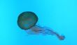 Bleu Jellyfish - des informations intéressantes sur la méduse bleue
