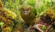 Concours de photos d'oiseaux les plus rares du monde