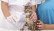 Première injection chez les chats - quand et contre quoi?