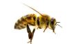 Skyward Sword: recueillir des larves d'abeilles - comment cela fonctionne: