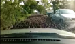 100000 Canards arrêt au trafic de traverser la rue en must-see Vidéo