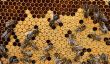 Danse en rond dans l'abeille - des informations intéressantes sur le langage des abeilles