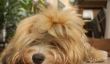 Mélange havanais - toilettage tellement de succès pour les chiens à poils longs