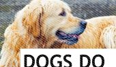 Douze chiens Rocking The Rain: Que ce soit un exemple, adultes humaines