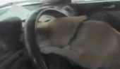 Joyriding Chihuahua Crashes voitures, Causes Fender Bender
