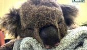 amis Attention: Ces koalas besoin de votre aide obtenir mitaines