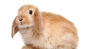 La perte de cheveux chez les lapins - causes possibles