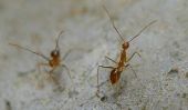 Tawny fous fourmis Invade NASA, en Floride et la côte du Golfe