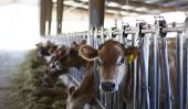 Top 10 des meilleurs pays Dairy Fournir dans le monde en 2014-15