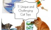 11 Unique et jouets pour chats difficiles