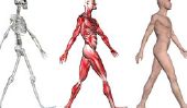 Combien de muscles fait le corps humain?  - Informatif