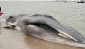 Tentative désespérée de Whale Rescue Washed up à New Yorks Breezy Point (vidéo)