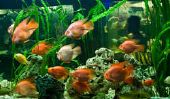 Utilisez pompe submersible dans l'aquarium correctement