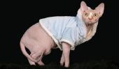 Les vêtements pour les chats - de sorte que vous coudre un manteau