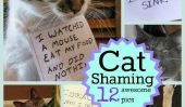 Cat honte: 12 Hilarious Pics de Bad Kitties