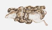 Anaconda Serpent - En savoir plus