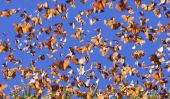 Migration du papillon monarque