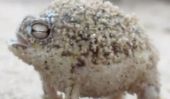 Petite grenouille fait le plus adorable Squeaky jouets sonore jamais (vidéo)