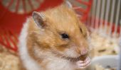 Ce qui aide contre la toux et le rhume chez le hamster?