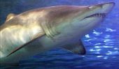 «Documentaire» Hoax Shark Week Megalodon Gets Discovery Channel accusée de tromperie