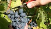 Restez à la cave - que vous prenez part à la récolte du raisin dans le Rheingau