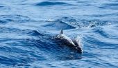 Voir des dauphins à Majorque - de sorte qu'il pourrait travailler