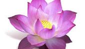 Lotus flower - Signification