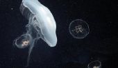 Méduses en Méditerranée - vous devriez faire