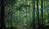 20 sereine forêts à visiter Inspiré par Winnie Hundred Acre Wood de la l'ourson