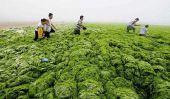 Plages chinois Une fois de plus frappé par l'invasion d'algues
