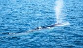 Vitesse de la baleine bleue - sachant à propos de sa vitesse de nage