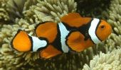 Aquarium du commerce, de la pollution causer des problèmes pour Nemo and Friends