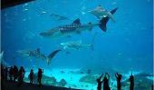 Top 10 des meilleurs aquariums du monde en 2014