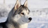 Noms de chien Husky - suggestions pour les noms nordiques