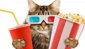 Ce cinéma de chat prend cafés de chat au prochain niveau