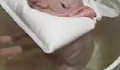 This Little Piggy Obtient une baignoire et elle aime ça (vidéo) Totalement