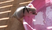 Mini Pig Goes pour une baignade Été [Vidéo]